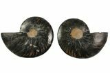 Cut/Polished Ammonite Fossil - Unusual Black Color #165660-1